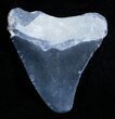 Bone Valley Megalodon Tooth #3548-1